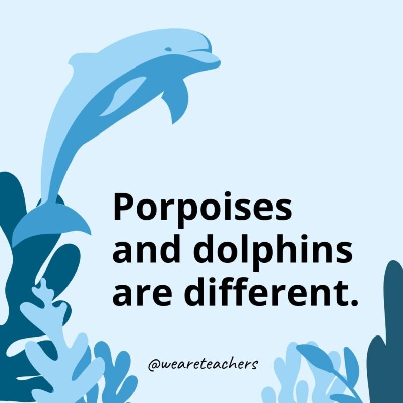 Porpoises and dolphins are different. - Dolphin Facts for Kids 