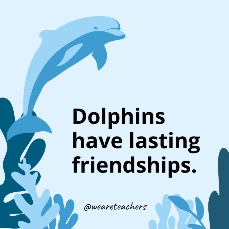 Dolphins have lasting friendships.- Dolphin Facts for Kids 