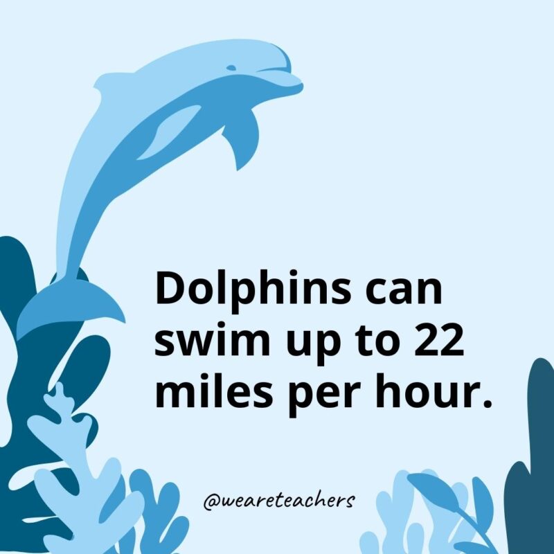 Dolphins can swim up to 22 miles per hour.