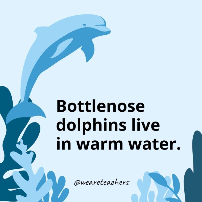 Bottlenose dolphins live in warm water.