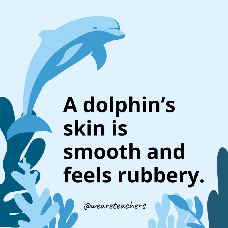 A dolphin’s skin is smooth and feels rubbery.