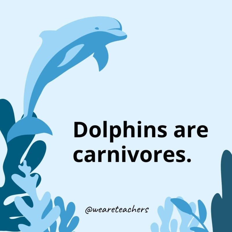 Dolphins are carnivores. - Dolphin Facts for Kids 