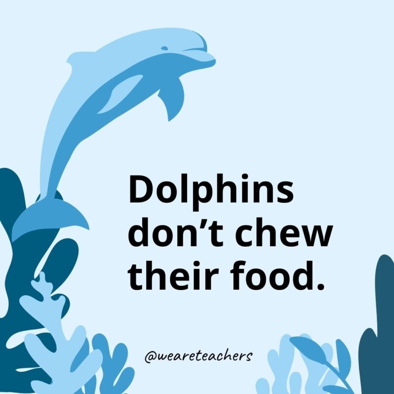 Dolphins don’t chew their food.