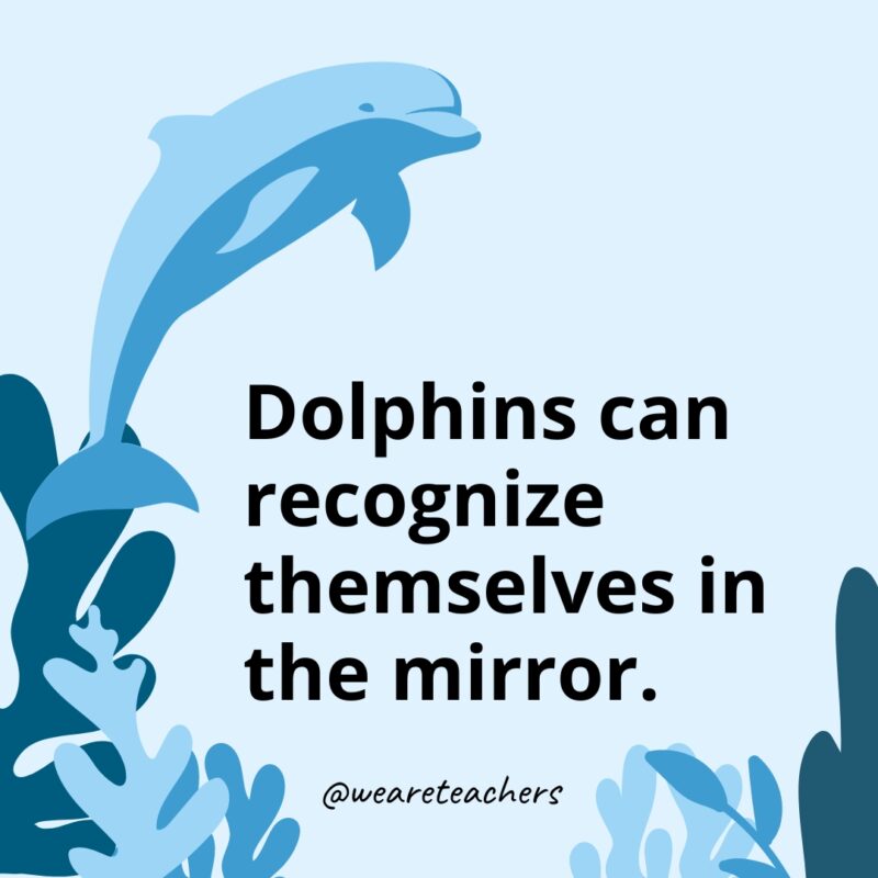 Dolphins can recognize themselves in the mirror.
