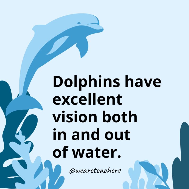 Dolphins have excellent vision both in and out of water.