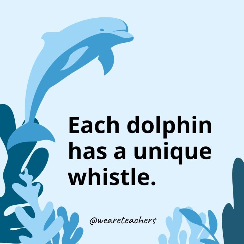 Each dolphin has a unique whistle.- Dolphin Facts for Kids 