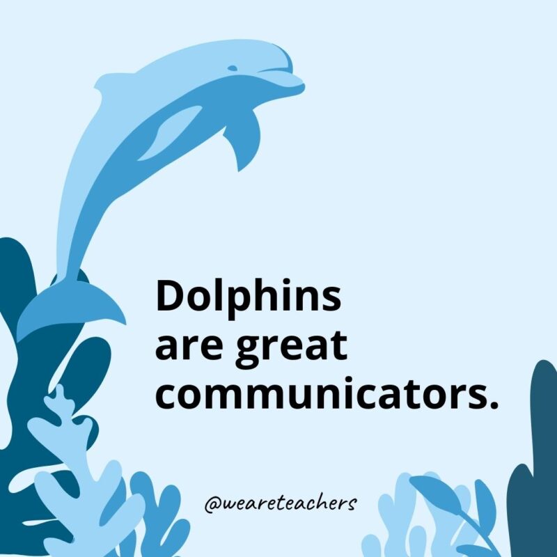Dolphins are great communicators.- Dolphin Facts for Kids 