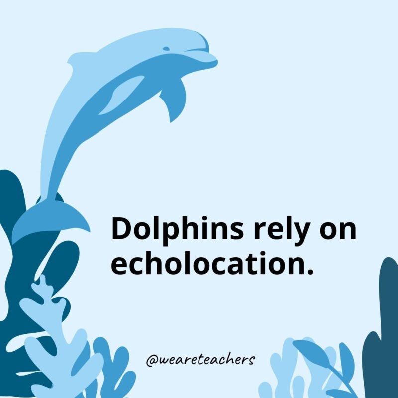 Dolphins rely on echolocation. - Dolphin Facts for Kids 