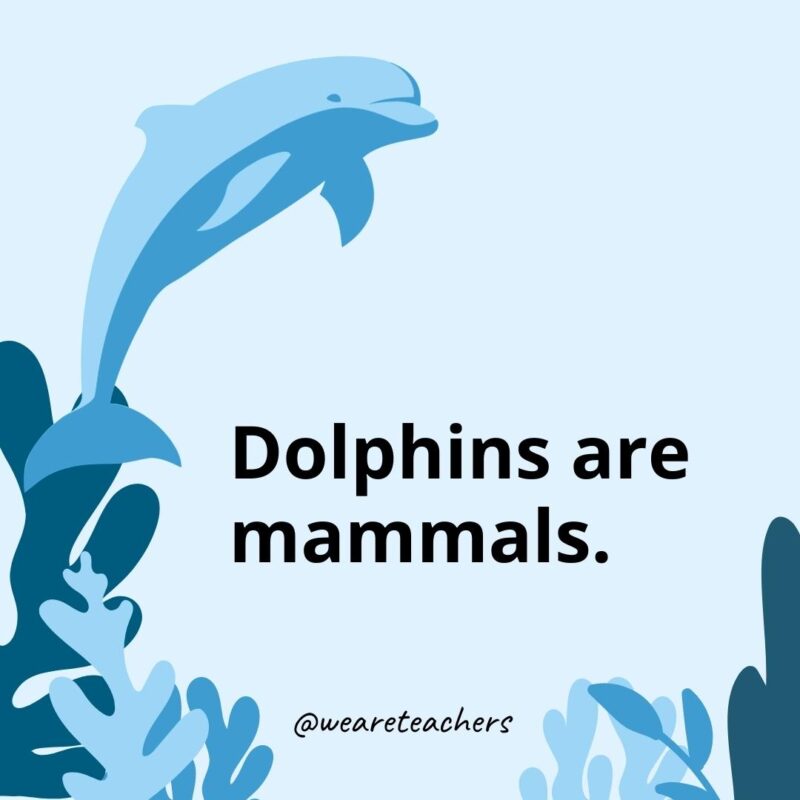 Dolphins are mammals.- Dolphin Facts for Kids 