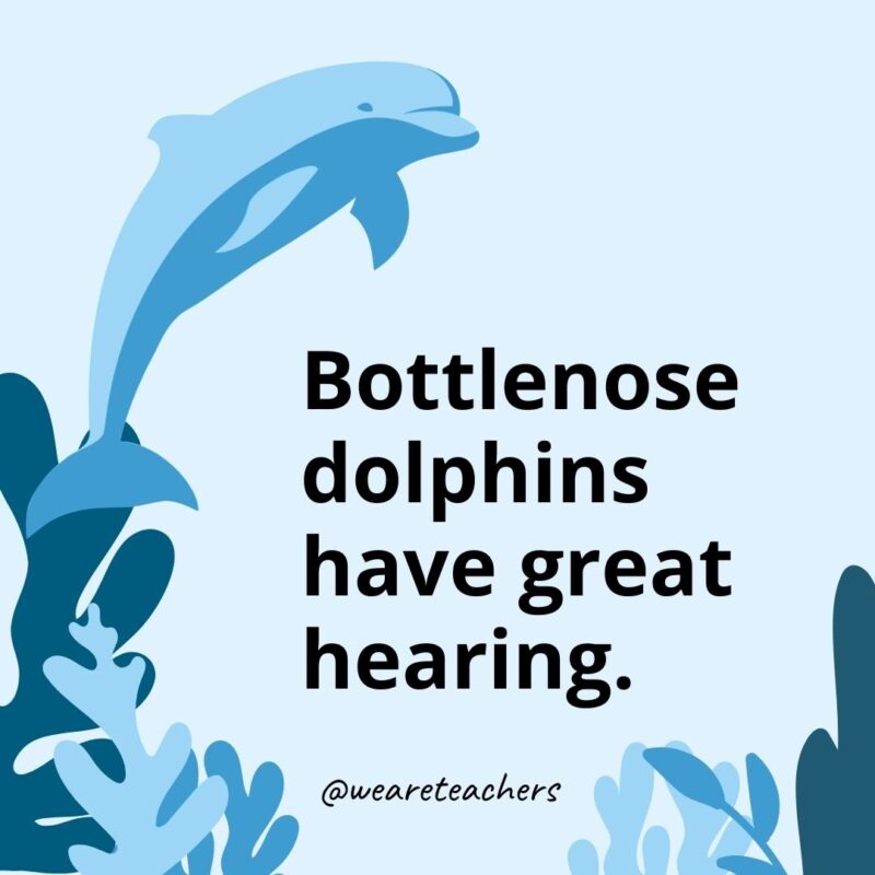 Bottlenose dolphins have great hearing. - Dolphin Facts for Kids 