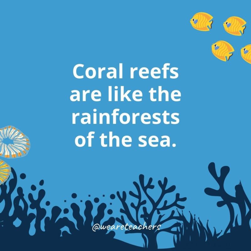 22 Amazing Ocean Facts for Kids Ocean facts for kids: coral reefs are like the rainforests of the sea.